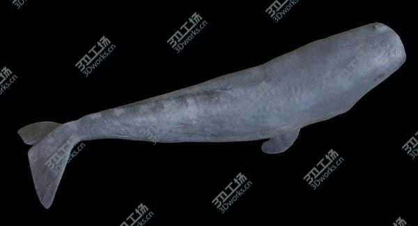 images/goods_img/20210312/Sperm Whale Male Rigged/4.jpg